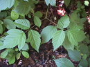 Acer Negundo